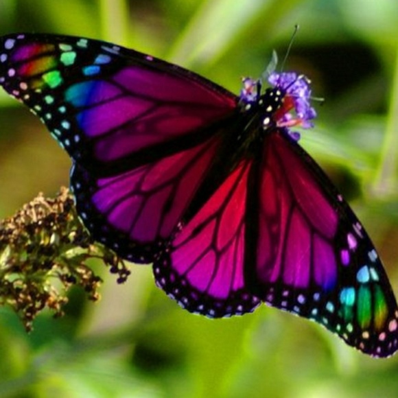 Meet your Posher, Crystal - Picture 1 of 1